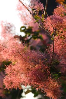 Bright Pink Twigs Stock Image Bright Pink Twigs Stock Image