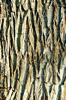 Free Bark Stock Photo - 6011830