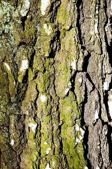 Free Bark Stock Images - 6011974