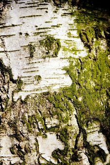 Free Bark Royalty Free Stock Photography - 6012047