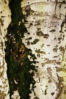 Free Bark Stock Photos - 6012123