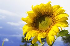 Sunflower Royalty Free Stock Images Sunflower Royalty Free Stock Images