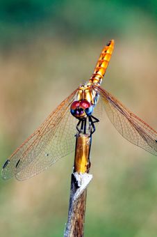 Dragonfly Stock Photography