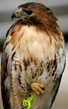 Red Tailed Hawk Stock Image Red Tailed Hawk Stock Image