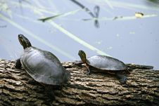 Two Turtles Royalty Free Stock Photography Two Turtles Royalty Free Stock Photography