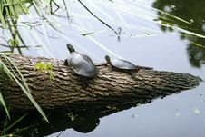 Two Turtles Royalty Free Stock Photo Two Turtles Royalty Free Stock Photo