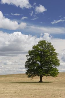 Lonely Tree Royalty Free Stock Image Lonely Tree Royalty Free Stock Image