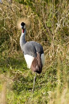 Crowned Crane Stock Images