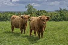 Two Highland Cattle Royalty Free Stock Photography
