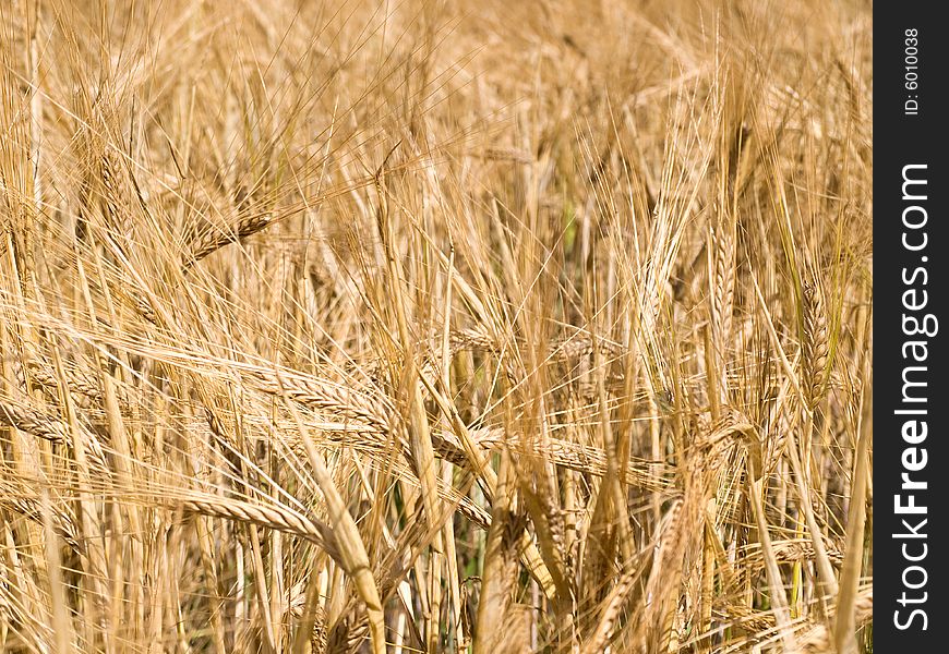 Background closeup of golden yellow wheat ready for harvest