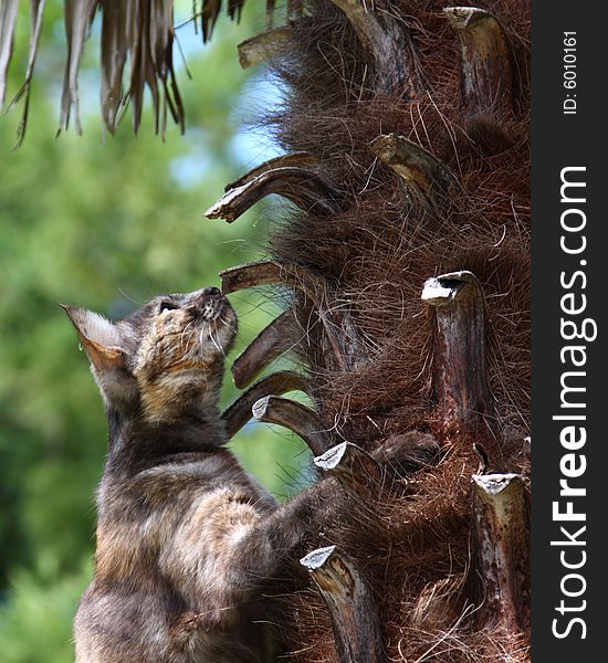 Small wild cat hunting on the palm. Small wild cat hunting on the palm