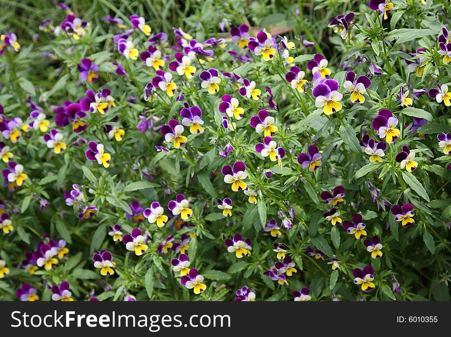 Colorful bright pied flowers group. Colorful bright pied flowers group