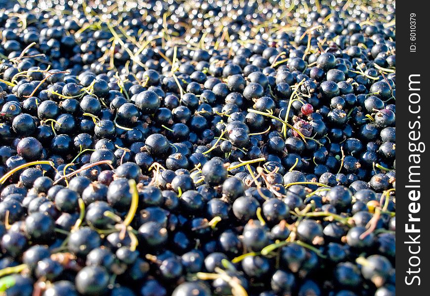 Pile of freshly picked blackberries in the field. Pile of freshly picked blackberries in the field