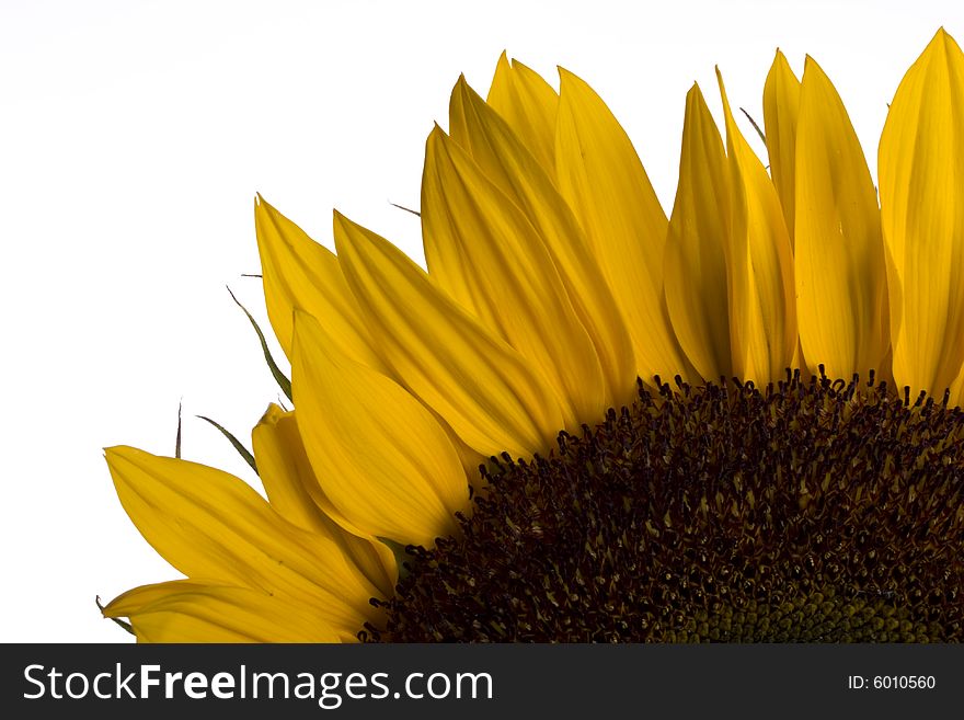 A sunflower on white background