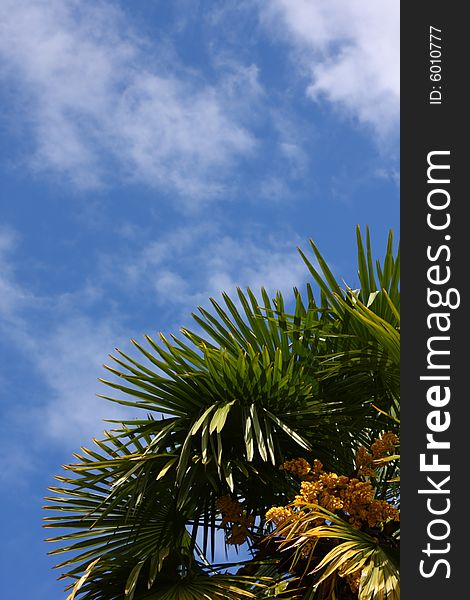 Palm leaves and bright blue sky with clouds. Palm leaves and bright blue sky with clouds