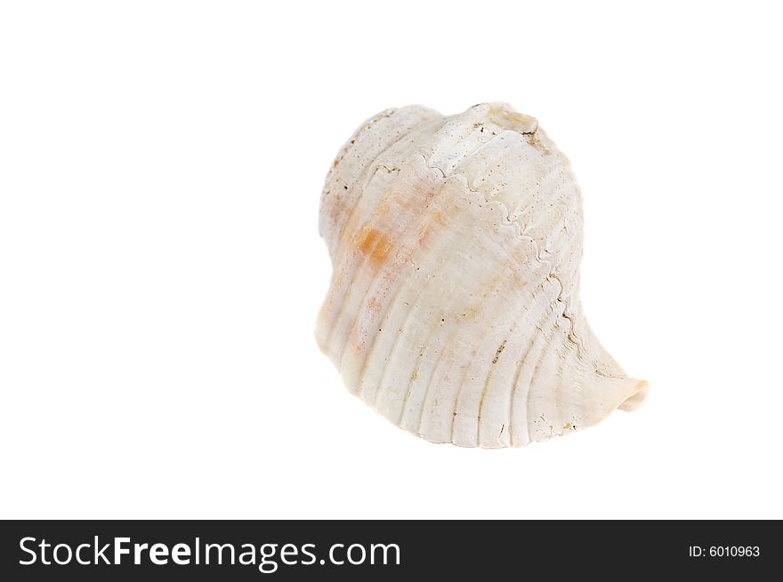 Sea shell isolated on a white background