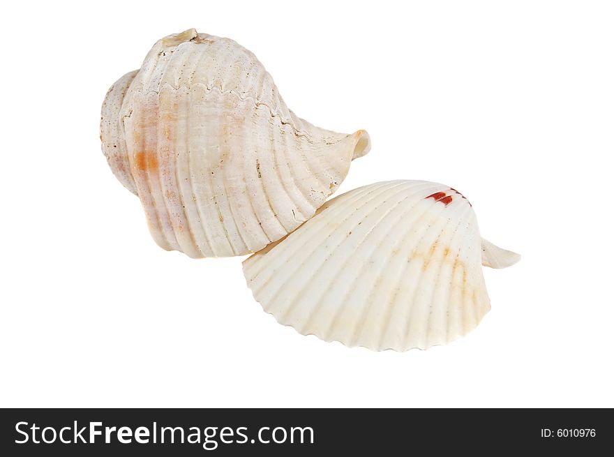 Two sea shells isolated on a white background