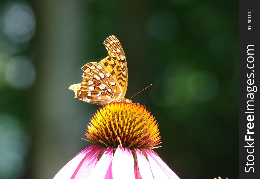 Beautiful butterfly resting on a flower. Beautiful butterfly resting on a flower