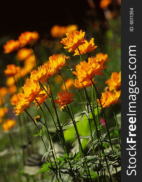 Wild globe flowers in bright sunlight. Wild globe flowers in bright sunlight