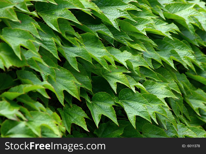 Abstract colorful ivy bright green leafs. Abstract colorful ivy bright green leafs