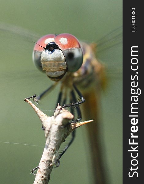 Closeup photo of a dragonfly perched on a stick.