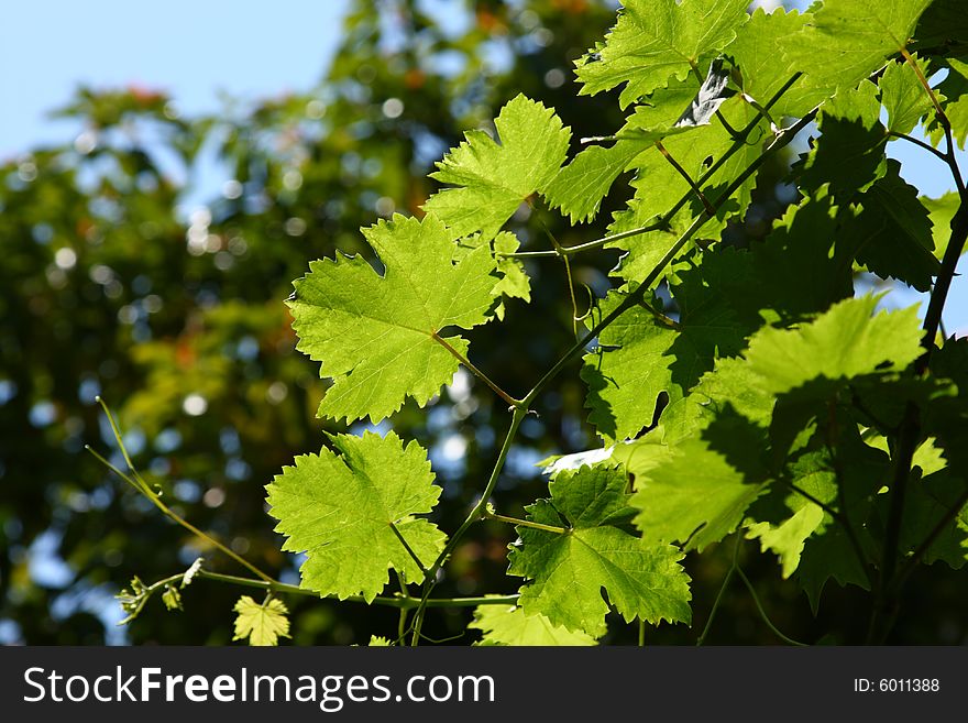 Abstract colorful grape twigs with bright green leafs lit by summer sun. Abstract colorful grape twigs with bright green leafs lit by summer sun