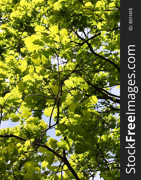 Abstract colorful oak twigs with bright green leafs. Abstract colorful oak twigs with bright green leafs