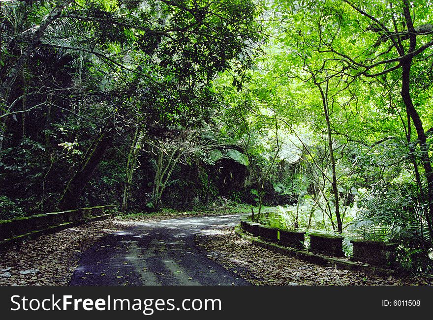 Road through a tropical rain forest. Road through a tropical rain forest