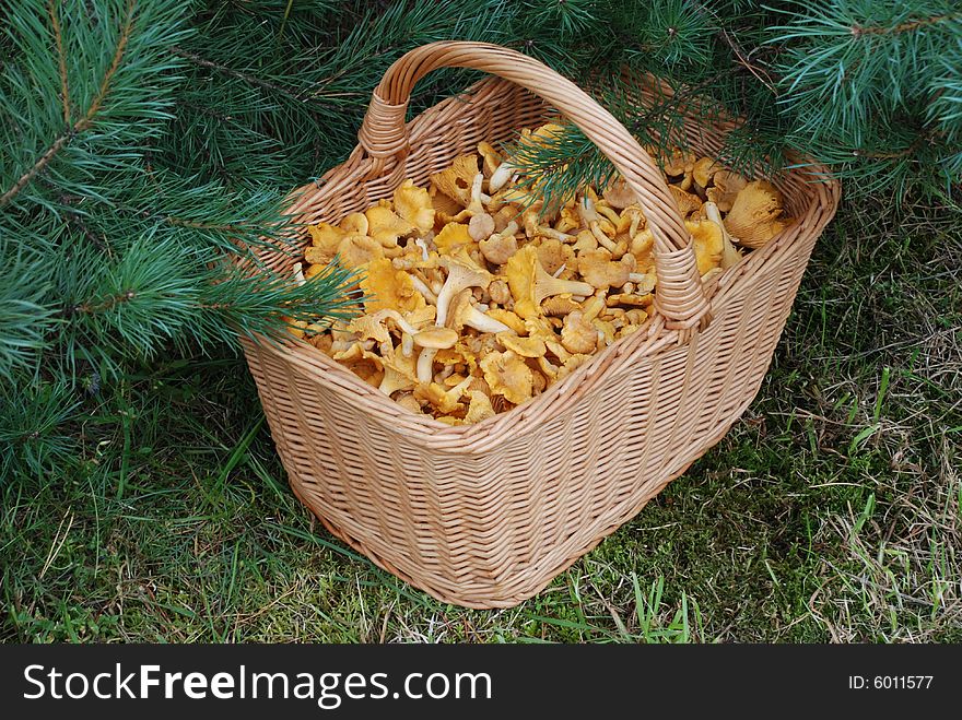 Full basket of mushrooms under a branch of a pine. Full basket of mushrooms under a branch of a pine