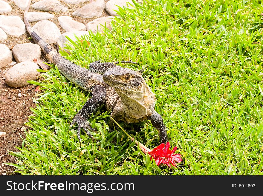 Iguana On Grass With Red Flower