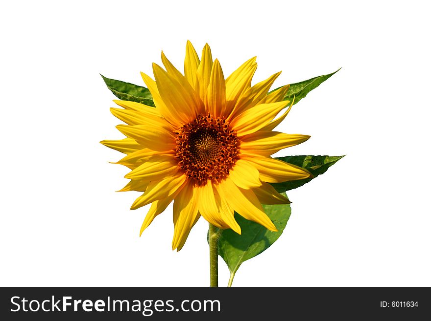 Sunflower. Isolated On White