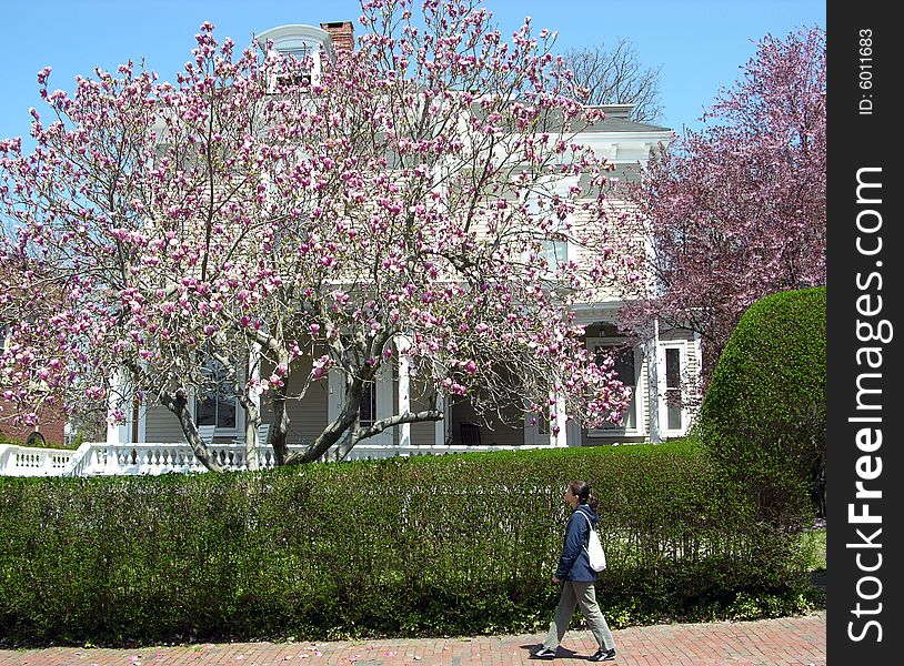 The girl walking through the tree blossom on a sunny spring day in Newport, Rhode Island. The girl walking through the tree blossom on a sunny spring day in Newport, Rhode Island.