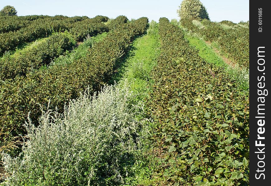 Field of blackberries in the harvest season. Field of blackberries in the harvest season