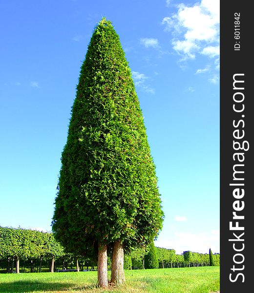 Photo of a lonely pyramidal tree in park.