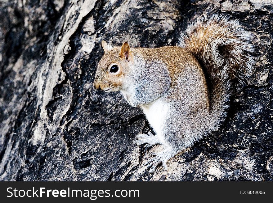 Cute Gray Squirrel Sitting On a tree