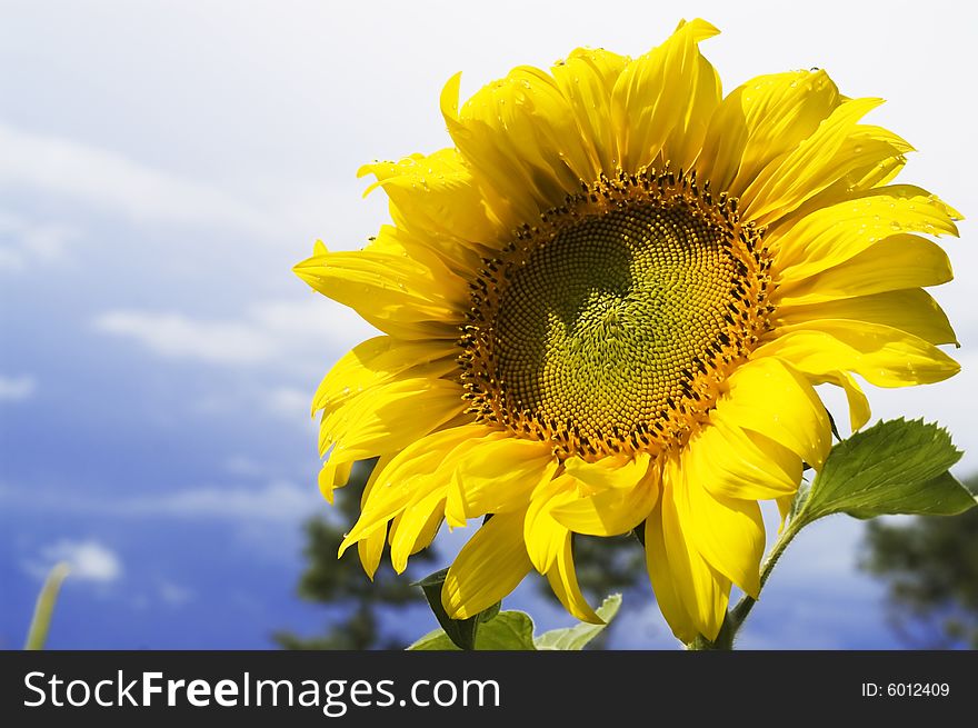 Bright sunflower on a background of the blue sky.