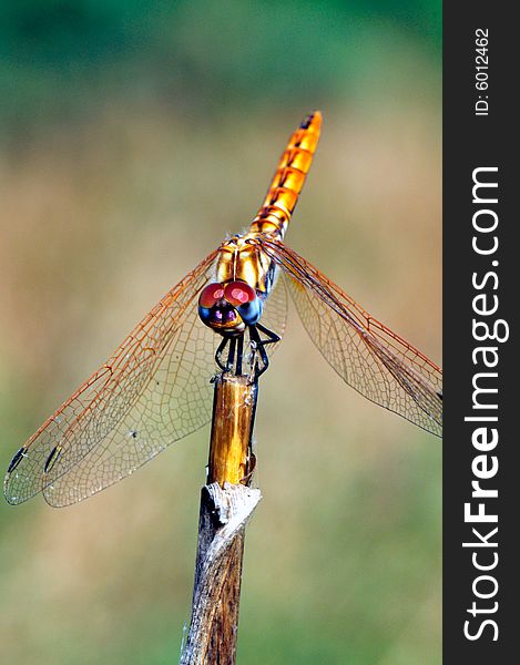 Dragonfly with miscellaneous (Anisoptera) wing greater  compound eyes on stalk