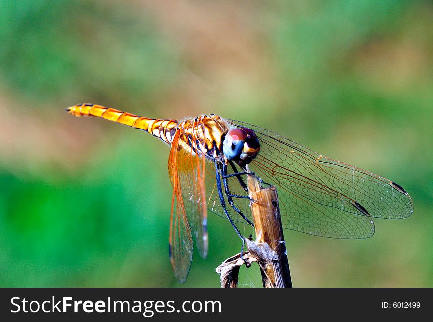 Dragonfly with miscellaneous (Anisoptera) wing greater