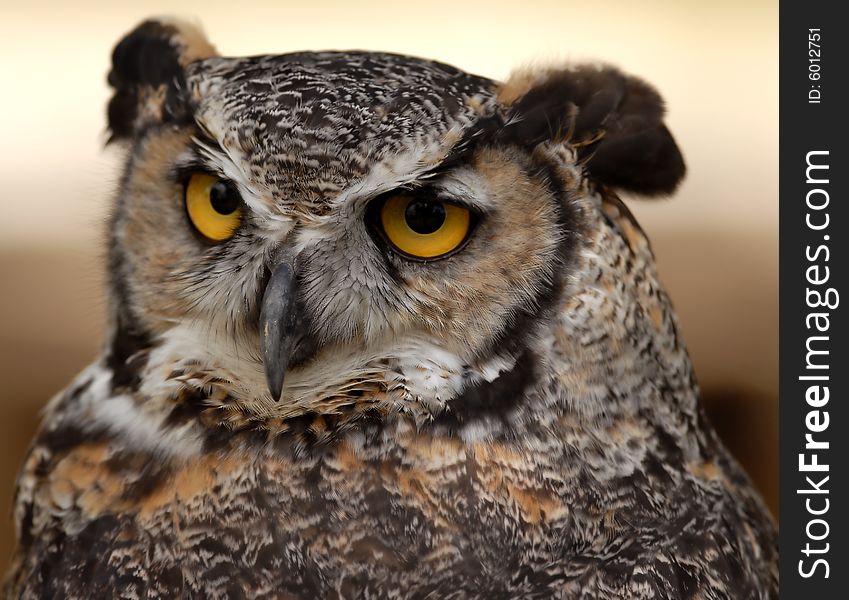 Great Horned Owl