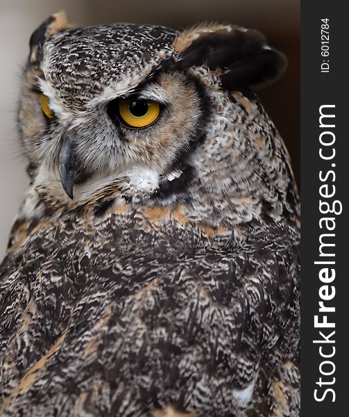 Photo of tethered Great Horned Owl