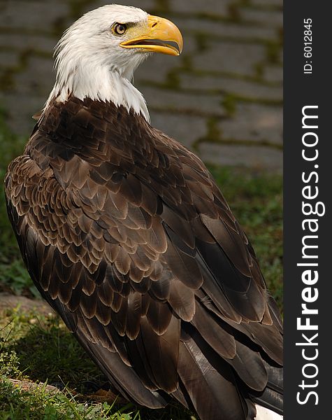 Photo of tethered Bald Eagle