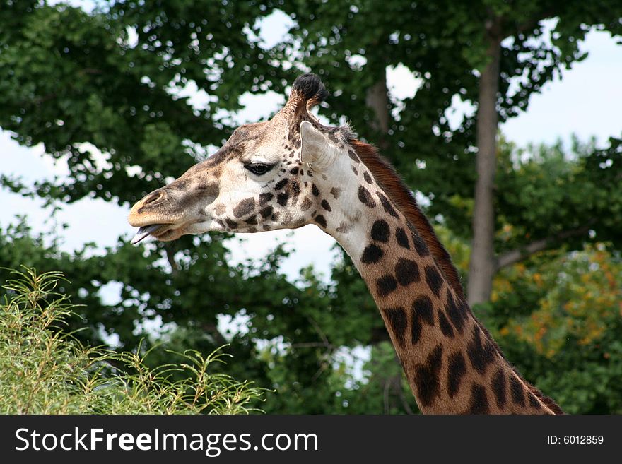 Close-up of the head of a giraffe eating