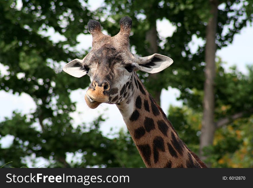 Close-up of the head of a giraffe eating