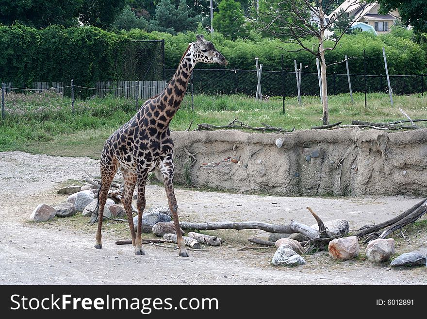 Image of a giraffe walking in the wild
