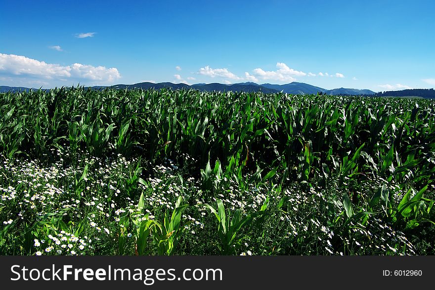 Corn and flowers,white flowers,green maize
