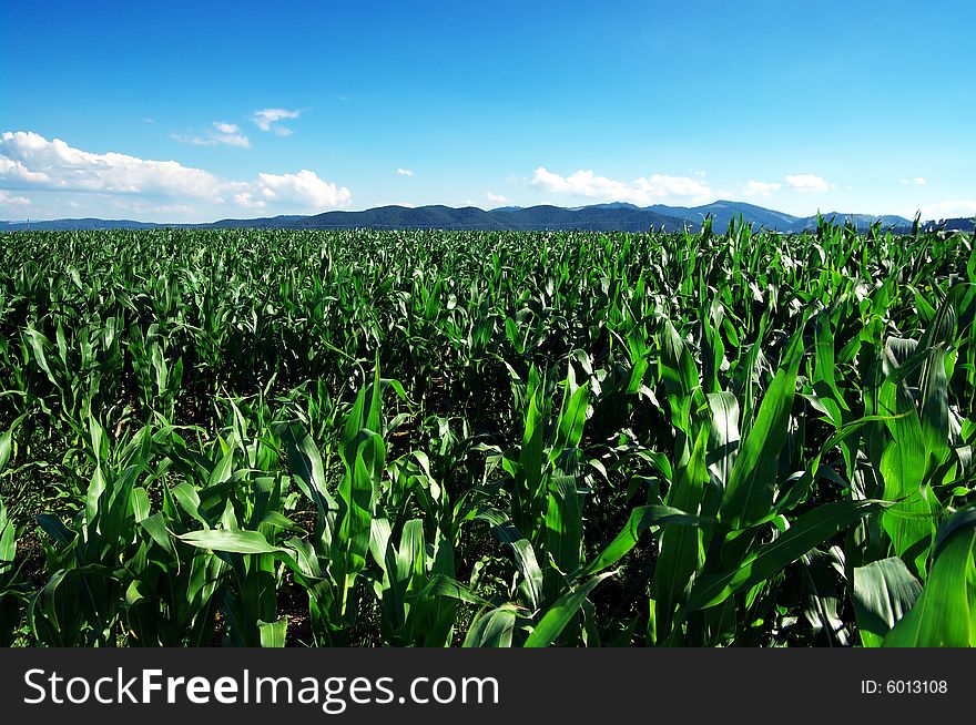 Corn and flowers,white flowers,green maize