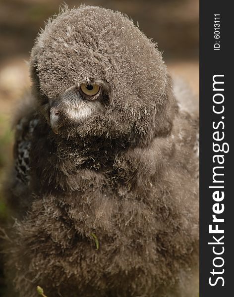 Photo of Snowy Baby Owl. Photo of Snowy Baby Owl