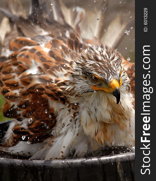 Photo of tethered Ferruginous Rough-Legged Hawk bathing in a tub of water.