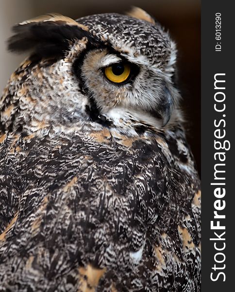 Photo of tethered Great Horned Owl