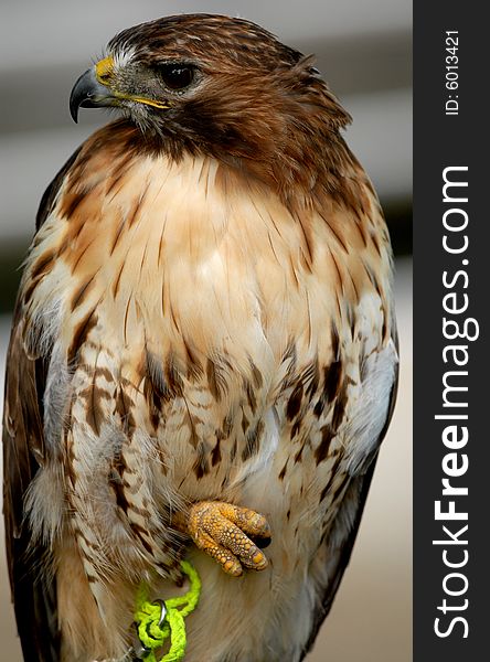 Photo of tethered Red Tailed Hawk